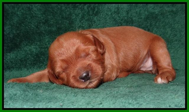 Millie Blaze pups 2 wks old 91
