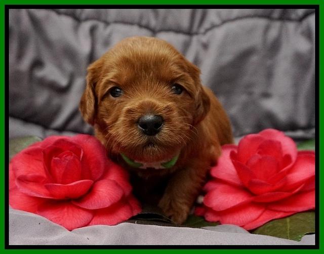 Millie Blaze pups 3 wks old 131