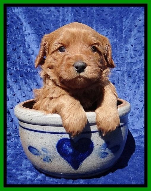 Millie Blaze pups 4 wks old181