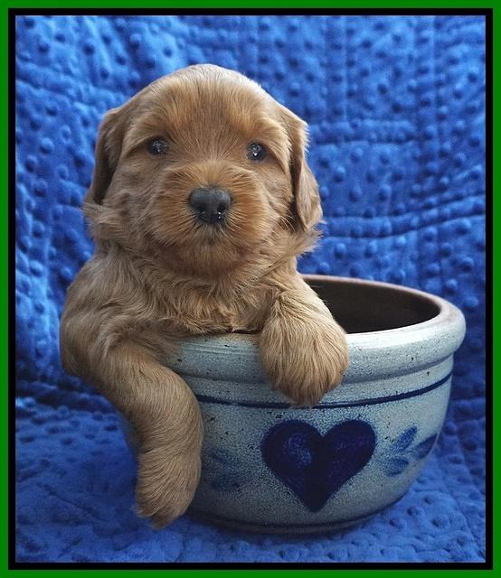 Millie Blaze pups 4 wks old201