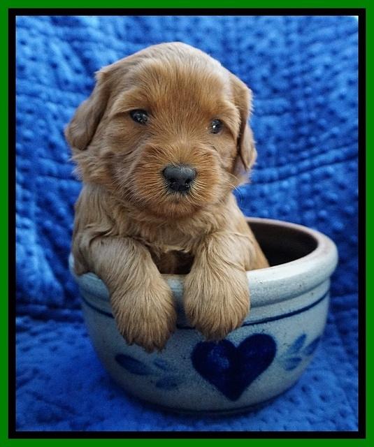 Millie Blaze pups 4 wks old221