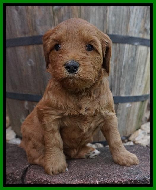Millie Blaze pups 5 wks old 151