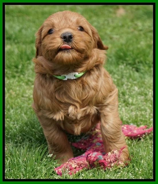 Millie Blaze pups 6 wks old211