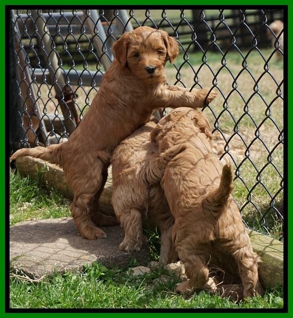 Millie Blaze pups 6 wks old221