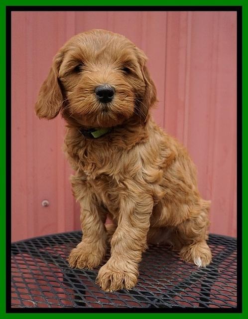 Millie Blaze pups 7 wks old 191
