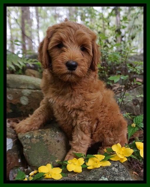Millie Blaze pups 8 wks old 41000