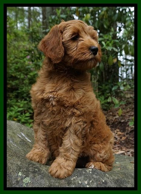 Millie Blaze pups 8 wks old 61000