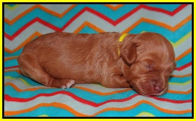 Millie Blaze pups 1 wk old 7120