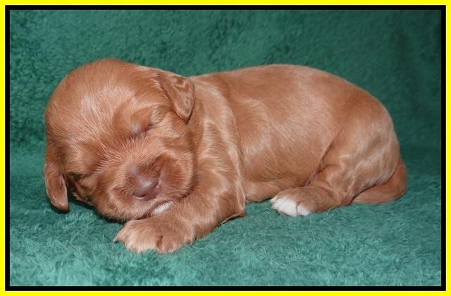 Millie Blaze pups 2 wks old 121