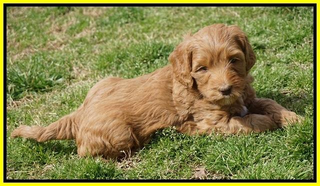 Millie Blaze pups 6 wks old231