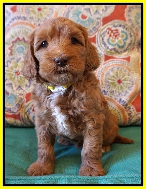 Millie Blaze pups 6 wks old251