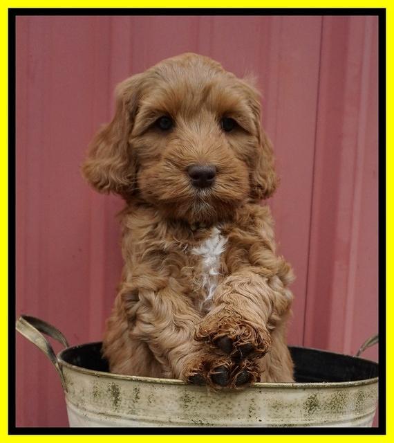 Millie Blaze pups 7 wks old 201