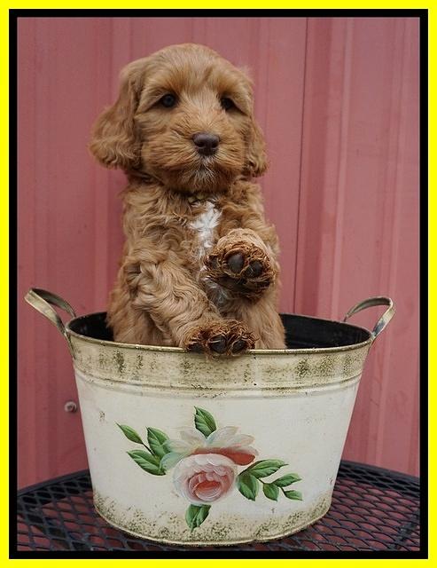 Millie Blaze pups 7 wks old 231