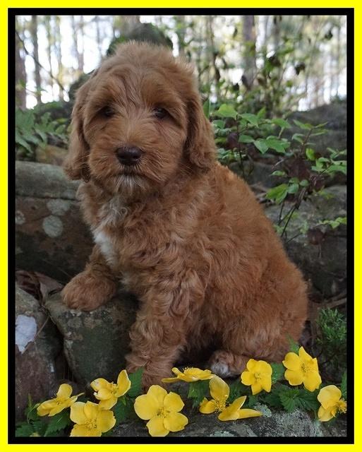 Millie Blaze pups 8 wks old 5212