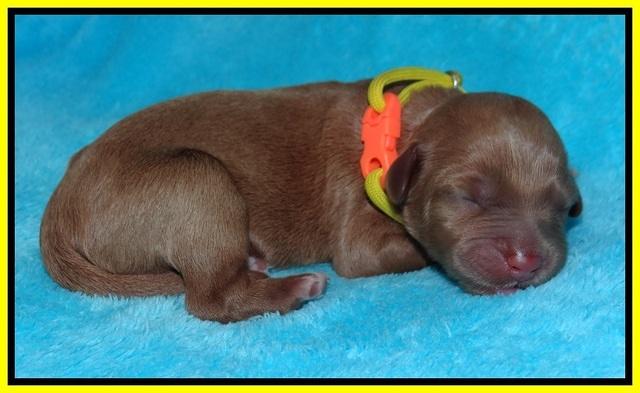 Millie Blaze pups newborn 101
