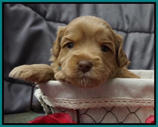 Millie Blaze pups 3 wks old 191