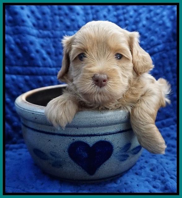 Millie Blaze pups 4 wks old291