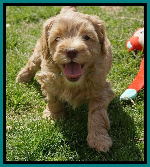 Millie Blaze pups 6 wks old291