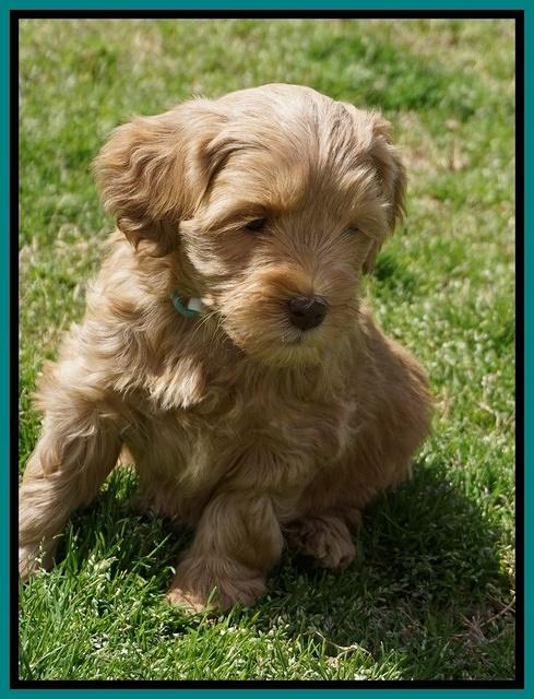 Millie Blaze pups 6 wks old301