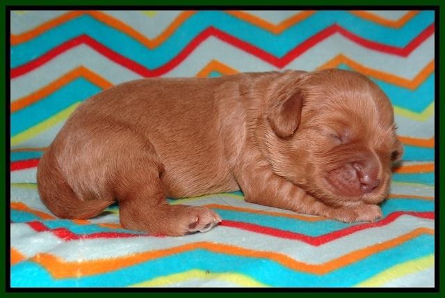 Millie Blaze pups 1 wk old 11120