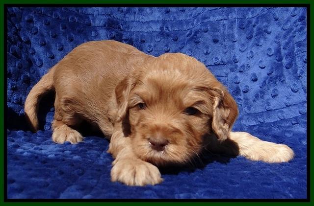 Millie Blaze pups 4 wks old321