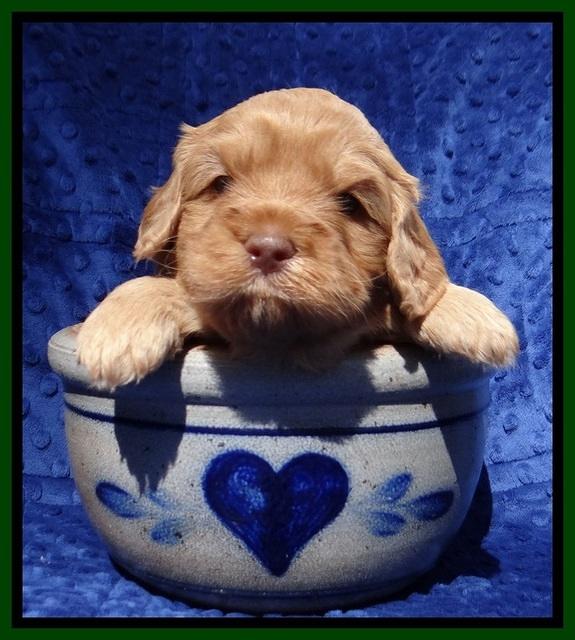 Millie Blaze pups 4 wks old331