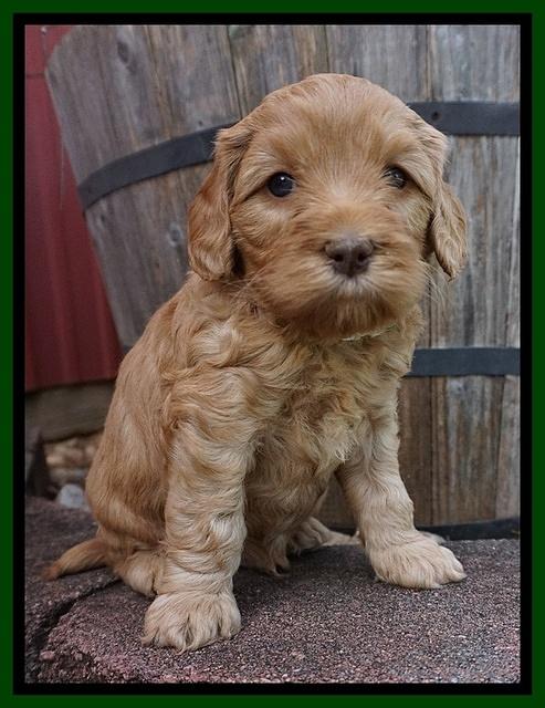 Millie Blaze pups 5 wks old 241