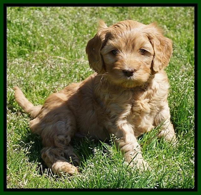 Millie Blaze pups 6 wks old331