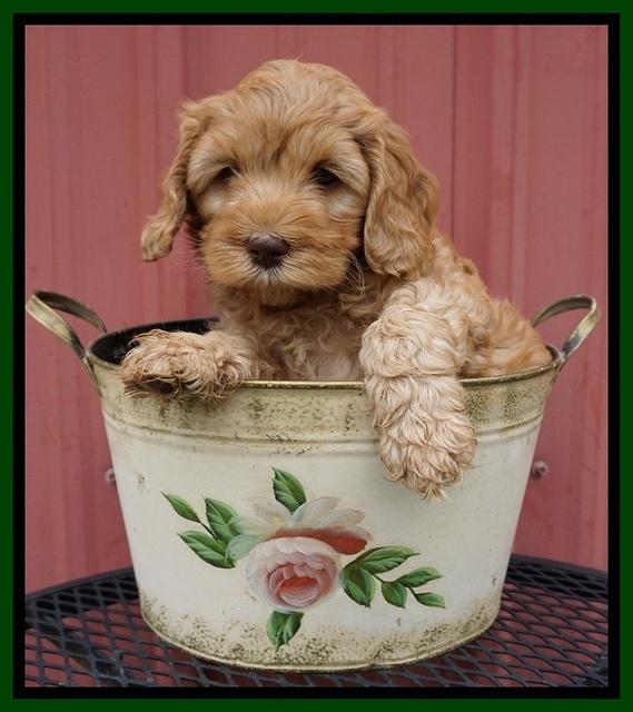 Millie Blaze pups 7 wks old 301