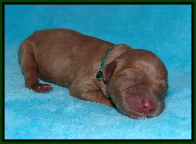Millie Blaze pups newborn 121