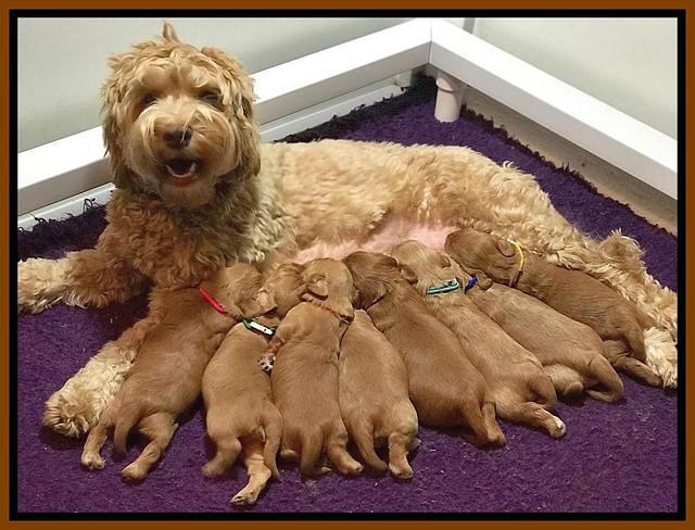 Millie and pups 2 wks old 1