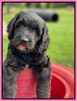 Cayman Flynn 6.5 wks old 11