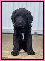 Cayman Flynn pups 6 wks old 21