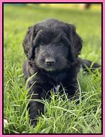 Cayman Flynn pups 6 wks old 31