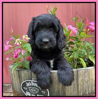 Cayman Flynn pups 7 wks old 51