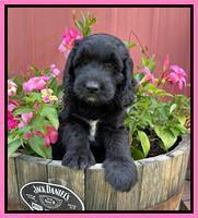 Cayman Flynn pups 7 wks old 61