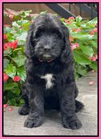 Cayman Flynn pups 8 wks old 7100