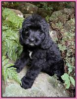 Cayman Flynn pups 8 wks old 8100