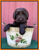 Cayman Flynn pups 5 wks old 521