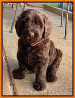 Cayman Flynn pups 6 wks old 381