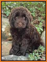 Cayman Flynn pups 8 wks old 4100