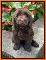 Cayman Flynn pups 8 wks old 6100