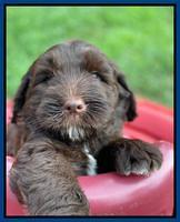 Cayman Flynn 6.5 wks old 21