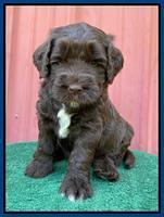 Cayman Flynn pups 5 wks old 151