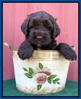 Cayman Flynn pups 5 wks old 181