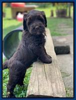 Cayman Flynn pups 6 wks old 41