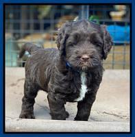 Cayman Flynn pups 6 wks old 61