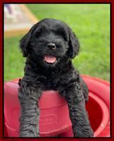 Cayman Flynn 6.5 wks old 31