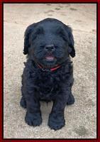 Cayman Flynn pups 6 wks old 121