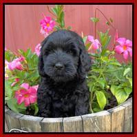 Cayman Flynn pups 7 wks old 81